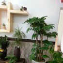 꽃드리움 이미지