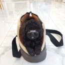 강아지분양 꽃강아지 중랑점 이미지