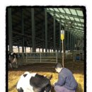 대산가축 이미지