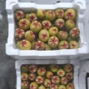 천우 농장 이미지