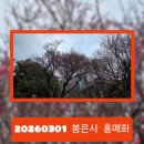 2026년 3월 13일(금) 선릉정릉길ㆍ봉은사명상길 홍매화 보러 가요~🌸 이미지