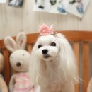 몽퍼피 이미지
