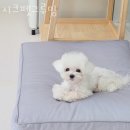 시크펫 그루밍 이미지