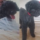 행복펫 애견미용실 이미지