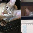 판다컴퓨터 이미지