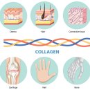 보탬메디 | 저분자 콜라겐 효능과 섭취 기간, 피부탄력 유지하는 법