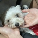 옛통이모 이미지