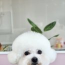 리쌀롱 이미지