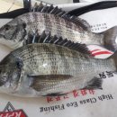 삼바리 이미지