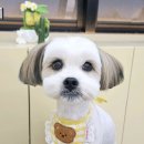 따뜻하개 이미지