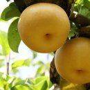푸릇상회 이미지