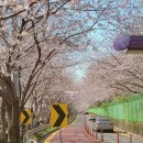 2024 진해군항제 이도현 배우 보고옴! 벚꽃개화율 물가 축제정보 여유롭게 즐기는 팁
