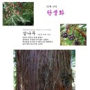 삼나무 Cryptomeria japonica (Thunb. ex L.f.) D.Don 이미지