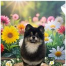 우리 펫 살롱 이미지