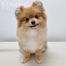 똥콜라 펫살롱 이미지