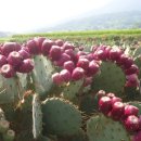 백사농장 이미지