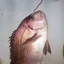 화성락실내바다낚시터 이미지