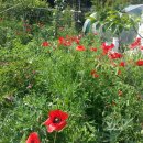 백선농장 이미지