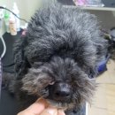 멍이올래 이미지