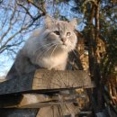 내방안 고양이 이미지