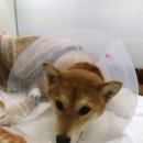 ABC동물병원 이미지