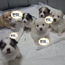 디저트조아 이미지