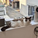 봄디아(Bom dia) | 용산 애쉬브라운 염색 잘하는 미용실 “봄디아(Bom dia)”(남영역 미용실, 가현 디자이너)