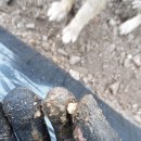 천지원 농장 이미지