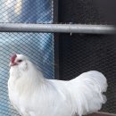 (주)레이스킨 Daum카페