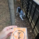 벽지 뜯는 강아지&가람 | 반려동물행동지도사 2급 실기시험 총정리 및 합격 후기(국가공인애견훈련사)