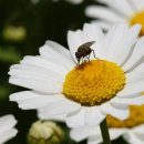 크리산세멈 노스폴 Chrisanthemum 'north pole' (국내유통명 마가렛) 이미지