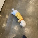 몽쉘포포 이미지