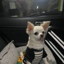 경포딩가펜션 이미지