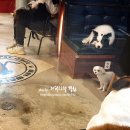 왈왈펫카페 이미지