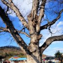 느티나무 이미지