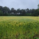 보리밭사이길로 이미지