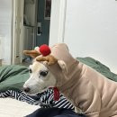 루댕프 이미지