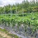 해돈농장 이미지