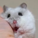 힐링사랑방