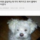 해피 이미지