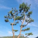 소나무와 호수 이미지