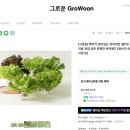 사천농장 | 사천땡큐베리 농장 무료오픈 후기, 그로운 상추