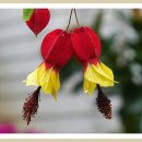 허브아일랜드식물원 이미지