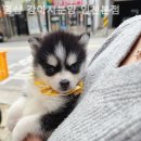 멍샵 강아지분양 인천본점 이미지