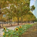 평촌중앙공원 이미지