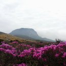 한라산 선작지왓 이미지