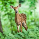 산도화(山桃花)/박목월 이미지