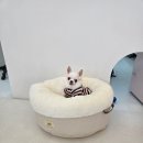 힐스 펫살롱 이미지