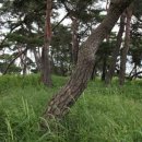 목계숲 2 이미지