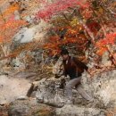 (영상후기) 주왕산 절골계곡과 안동 만휴정에서 (221029) 이미지